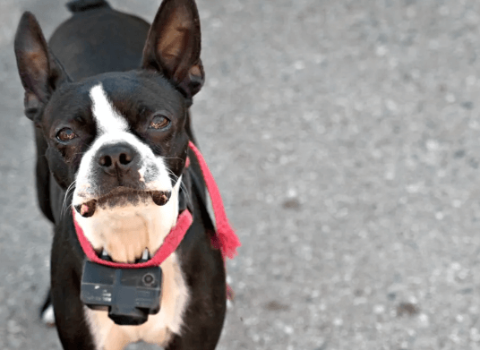A Dog Wearing A shock collar