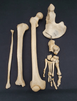 Human Bones